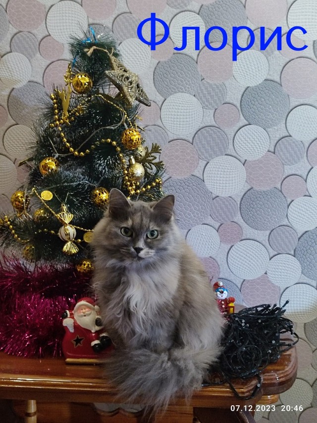 Жизнь домашнего приюта "Котоленд" 419