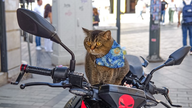 Стамбульские котики