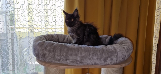 Во славу Котане