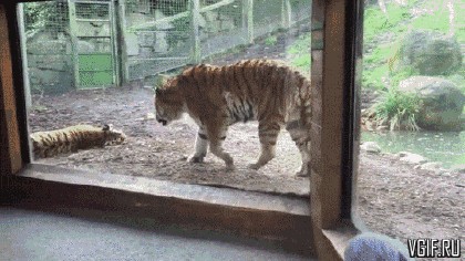 Котовторник?