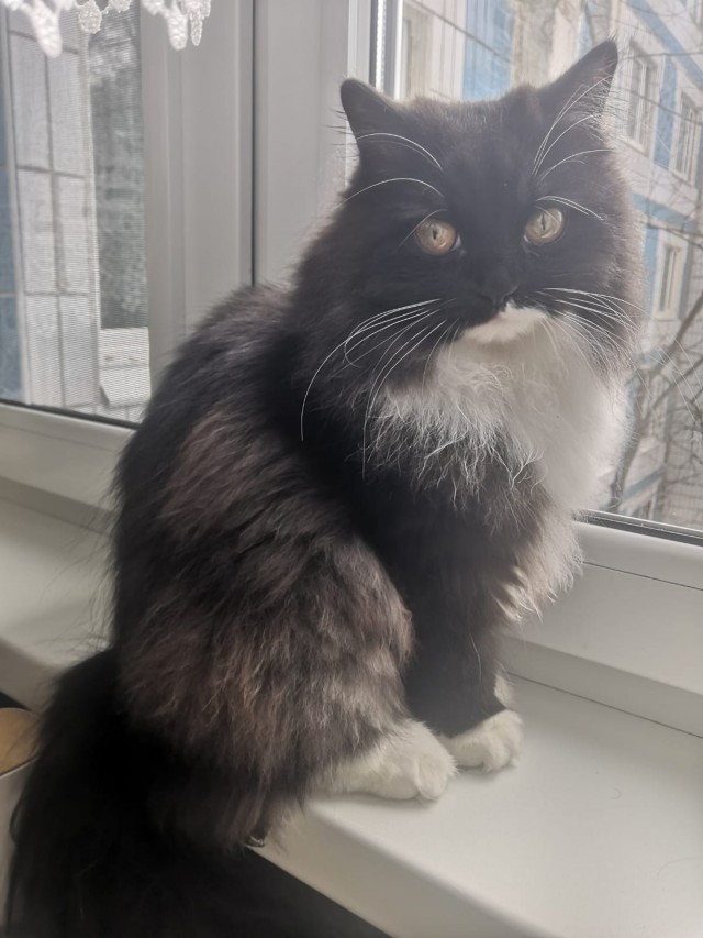 Совпало с котовторником.