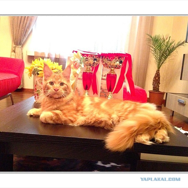 Немного о  Мейн Куне.