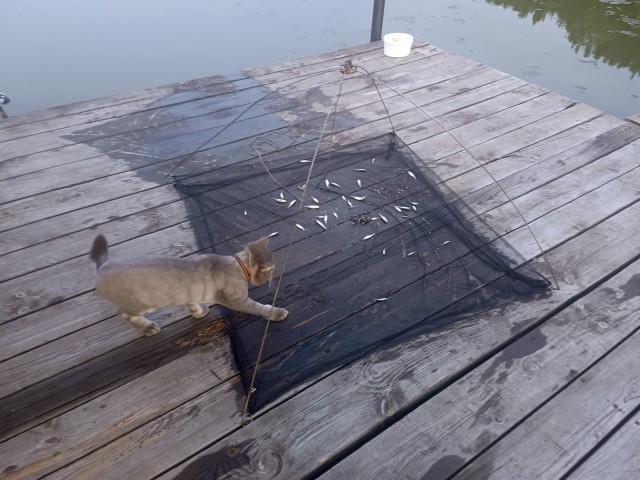 Котику забыли купить корм