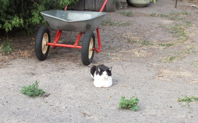 Котовторник