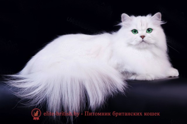 Любопытная кошка