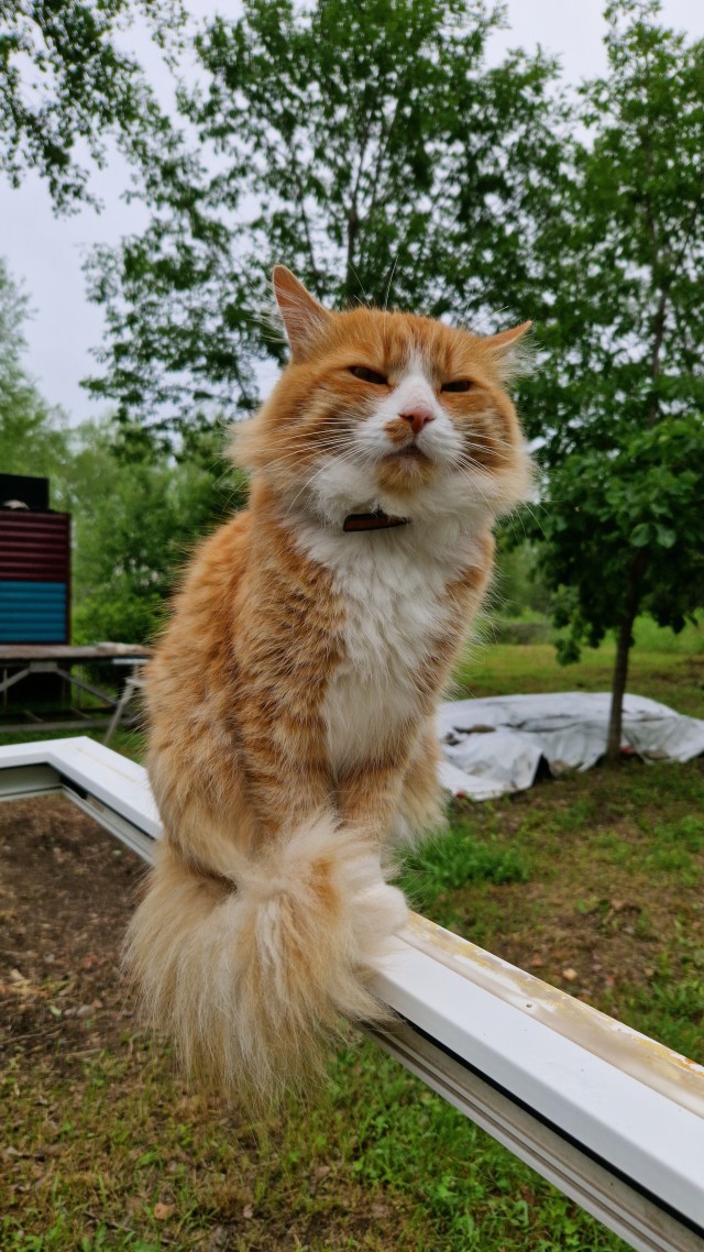 Пост про котов и кошек.