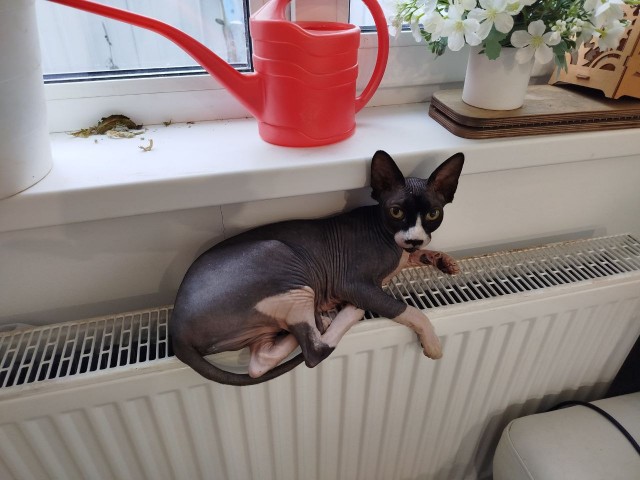 В защиту кошек породы Сфинкс канадский...