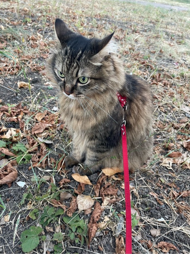 Очередной котовторник