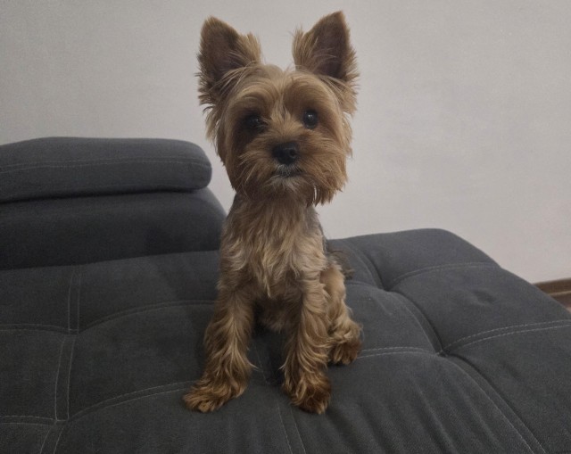 Собакочетверг!