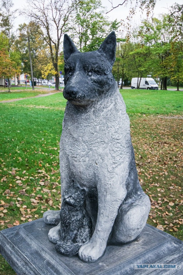 Пливет большая собачка