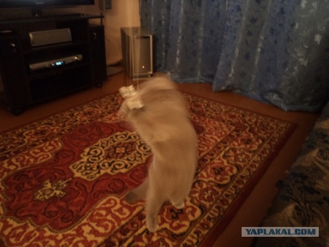 Схватка кота и собаки