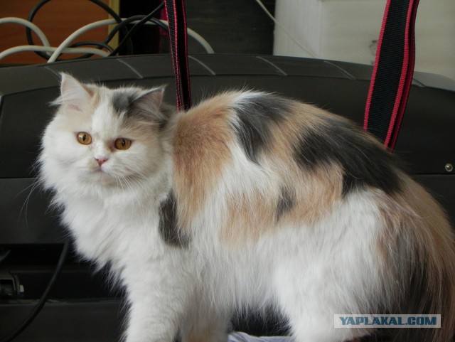 Котовторник 12.11.2013