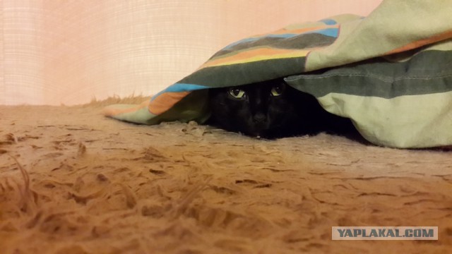 С Котовторником!