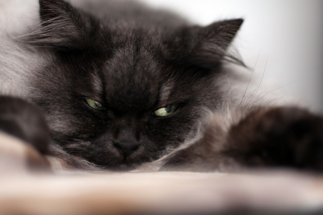 Котовторник 30.09.2014