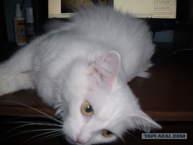 Котовторник 25.11.2014