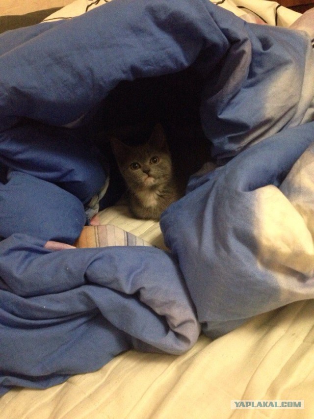 Котовторник 06.01.2015
