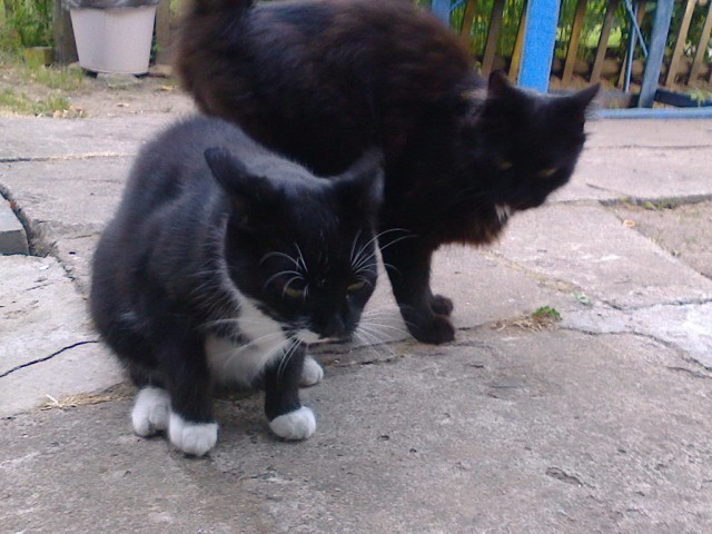 Котовторник 27.01.2015