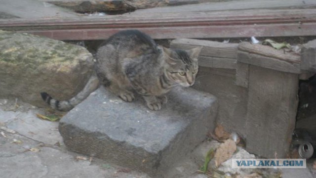 Котовторник 04.08.2015