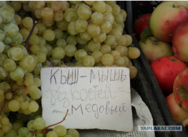 Интеллект