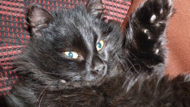 Выхожу на веранду, а там...