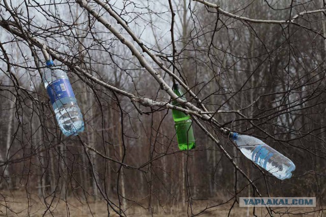 Сбор березового сока