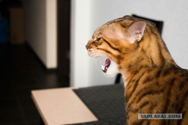Котовторник - начало