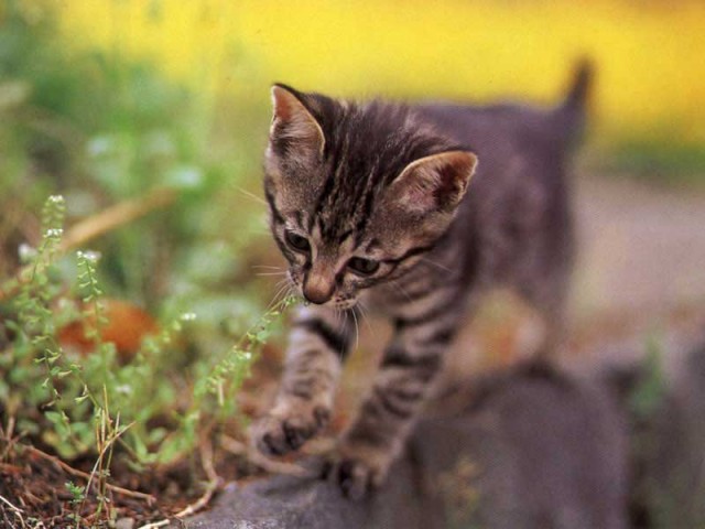 КошкоЛето!