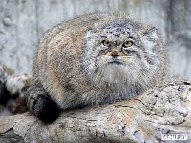 Манулы - самые ленивые и эмоциональные коты