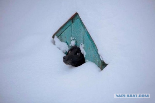 Божьи твари