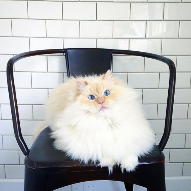 Коты из сети