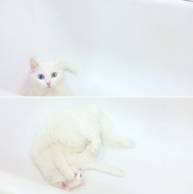Коты и Кошки