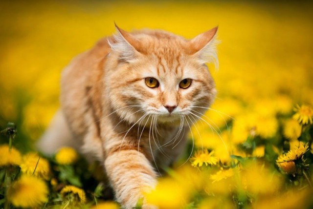 Коты и Кошки