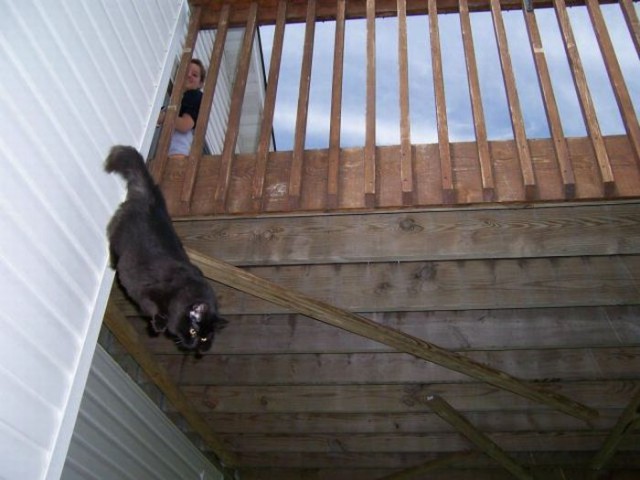 Коты и Кошки