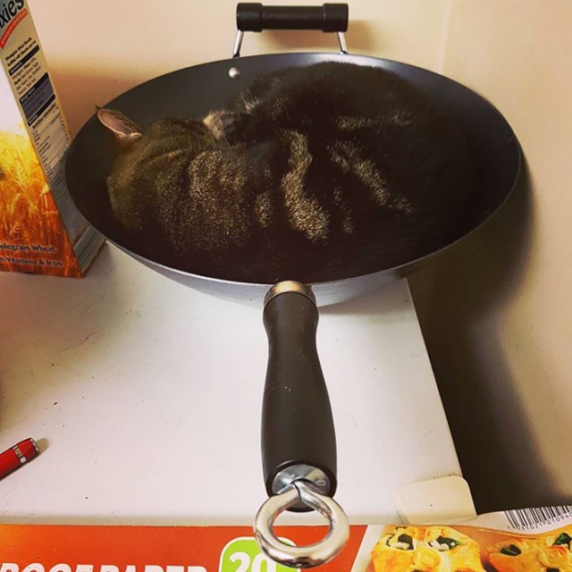Я - Кот и мне .......