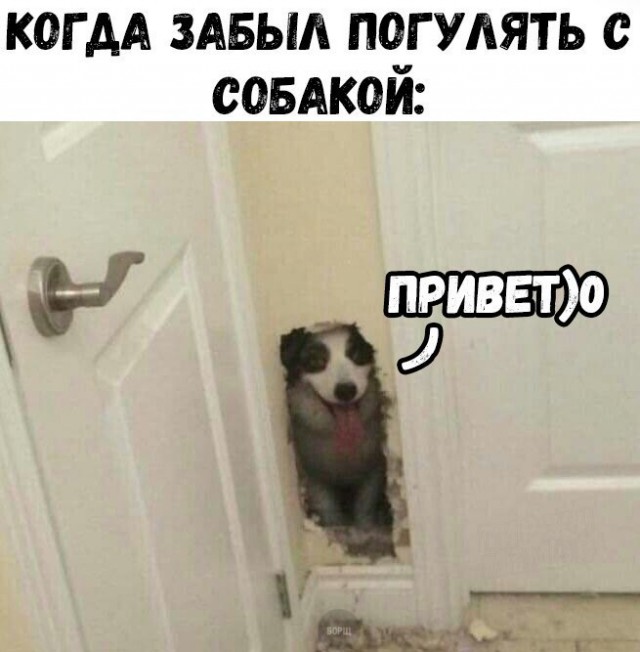 Подборка забавных животных