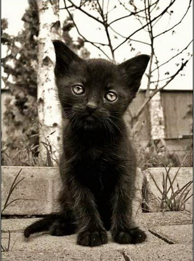 Коты и Кошки
