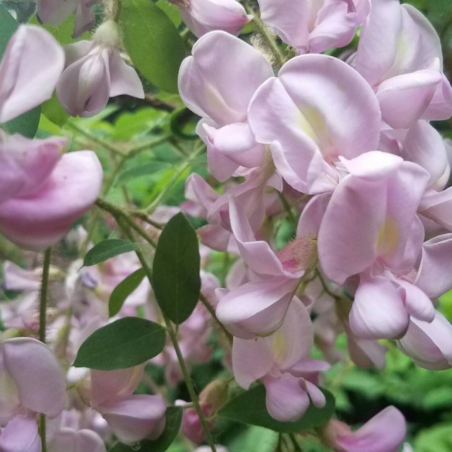 Просто Природа