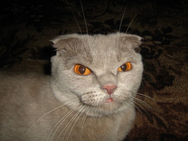 Котомет на вторник (15.04.2008)