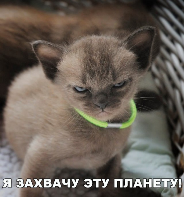 Немного милоты