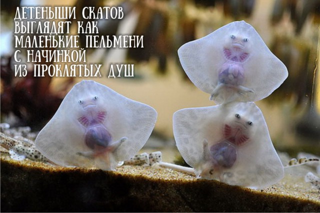 Немного веселых картинок из этих наших интернетов