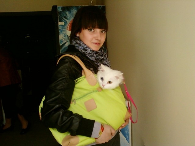 Котовторник стартует