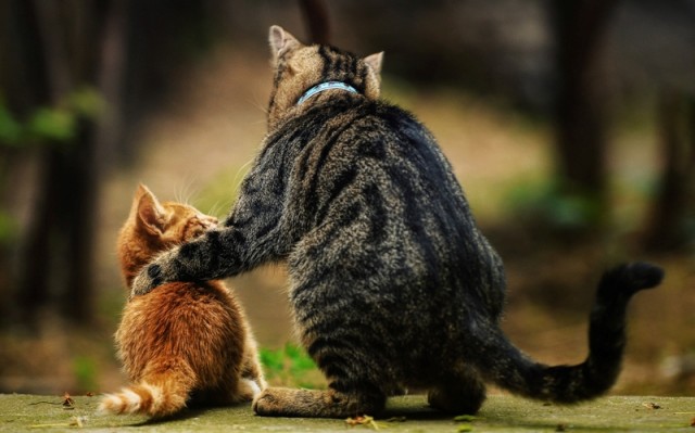 Супер-котофото на котовторник