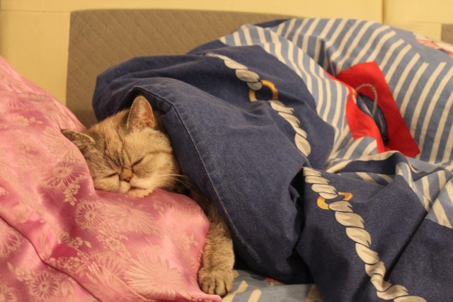 Котовторник! 11.10.11
