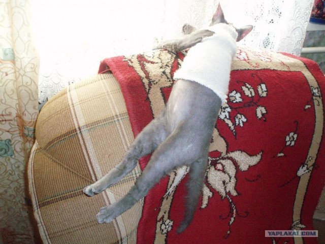 Котовторник 17 января