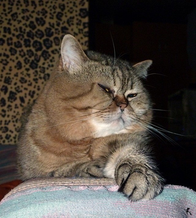 Котовторник (31.01.2012)