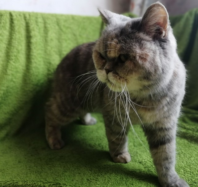 Прикольных котов пост