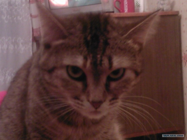 Котовторник  14.08.2012.
