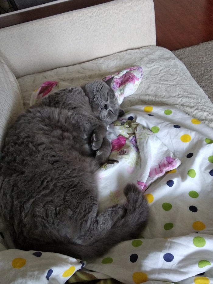 Начнем котоФторник?