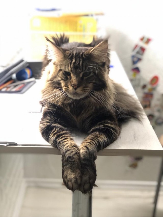Коты, которые нас порадовали!