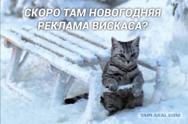 Картинки с надписями фразы и анекдоты